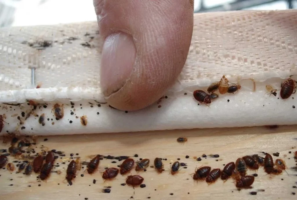Larvas y plagas en muebles