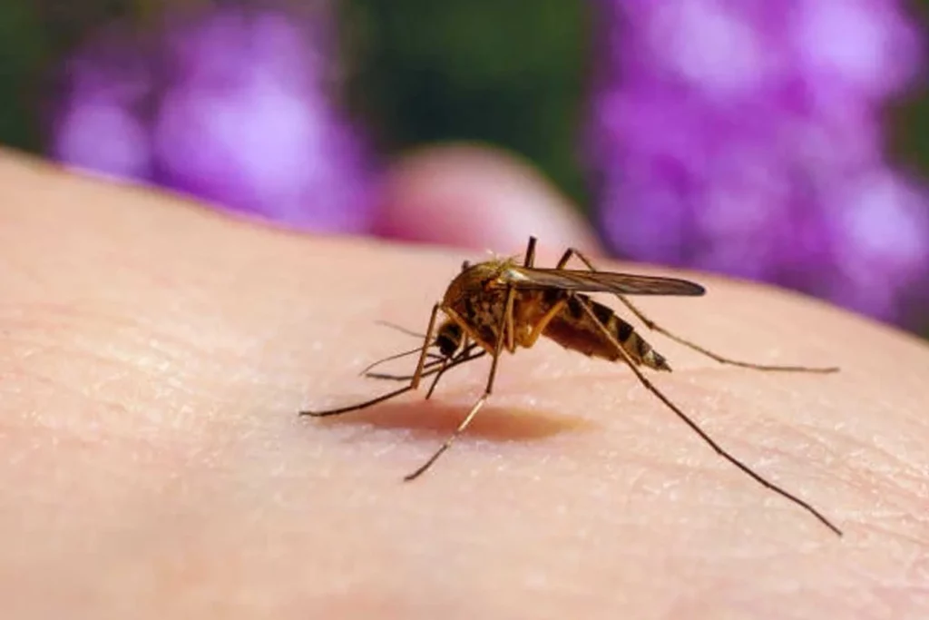 Control de mosquitos en Mallorca