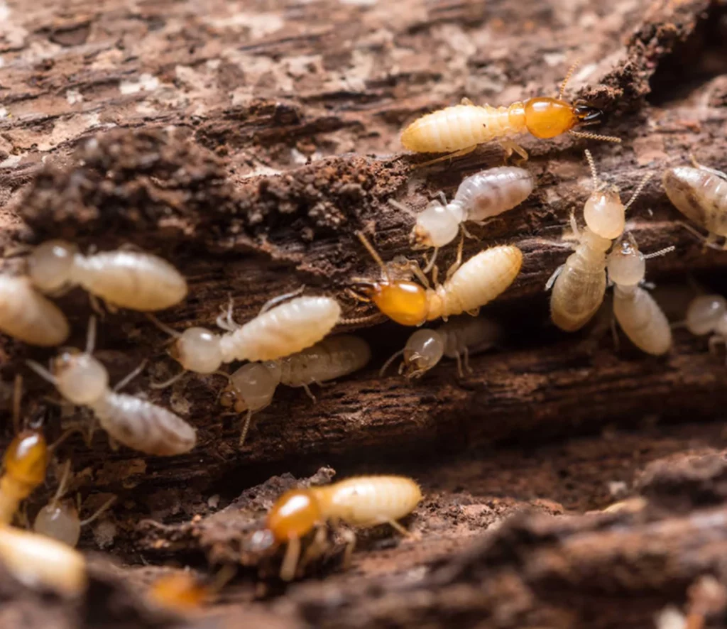 Imagen de termitas.